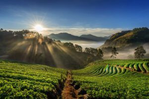 Explore Ooty Tour Packages from Coimbatore: The Queen of Hill Stations, Sri Balaji Travels