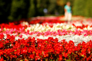 Ooty Flower show, Travel with Sri balaji Travels