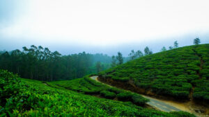one day trip to ooty from coimbatore, Sri Balaji Travels